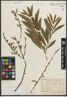 Foto von Salix purpurea L.